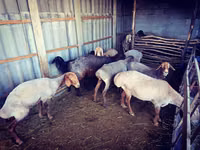 Ram, Sheep — photo 3
