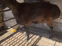 Biri-biri betina, Sheep — foto 2