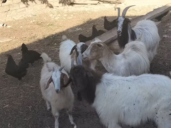 بز نر, بز — جمهوری آذربایجان