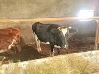 Կով, Latvian Blue cattle — լուսանկար 2