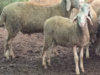 Sheep, Sheep — photo 5