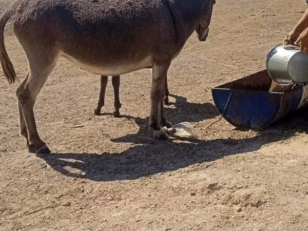 Mare, Horses — Kazakhstan