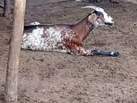 Goat, Nubian Goat — photo 4
