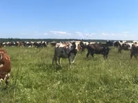Vache, Race Holstein — photo 1