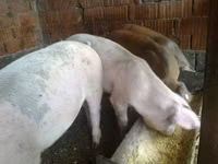 Doofaar dhaddig, Pigs — sawirka 2