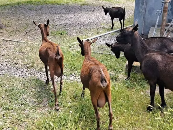 Kambing betina, Murcia-Granada goats