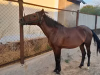 ม้าตัวผู้, Karachay horse — รูปภาพ 2