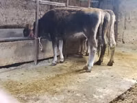 ხარი, Swiss cattle — ფოტო 5