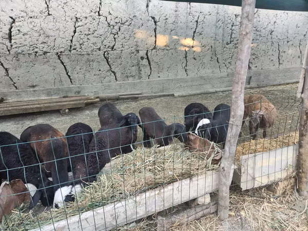 Ram, Sheep — Uzbekistan