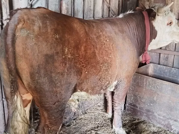 Aygır, Horse breed