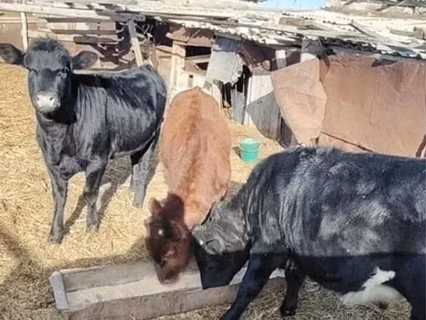 Cattle (batch, sex not specified), Cattle