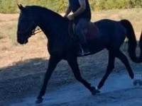 Horse (M), Nonius horse — photo 3