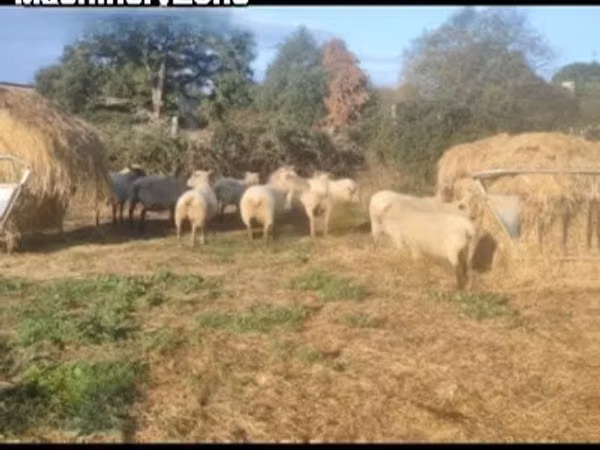میش, Vendee sheep — بریتانیا