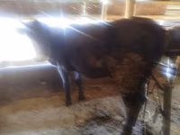 Cow, Cattle — photo 2