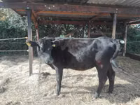 Cow, Aberdeen-Angus — photo 3