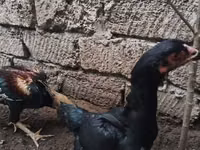 Chickens — photo 2