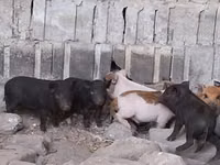 خوک (گروه، جنسیت مشخص نشده) — عکس 4