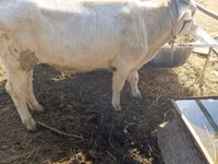 Bull, Alatau breed — photo 2