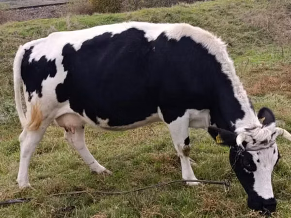بقرة, Russian Black pied cattle