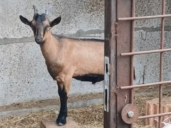 Billy Goat, Alpine goat — Hungary