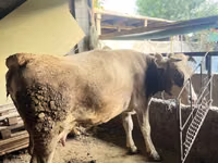 Cow, Alatau breed — photo 3