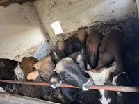 Boğa, Charolais cattle — foto 1