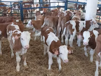 황소, Simmental cattle — 사진 3
