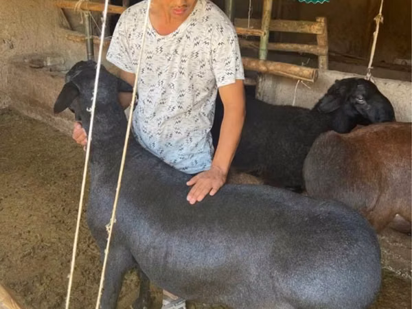 Kambing jantan, Sheep