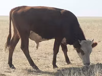 گاو و گوساله (گروه، جنسیت مشخص نشده), Latvian Blue cattle — عکس 4