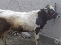 Bull, Cattle — photo 4