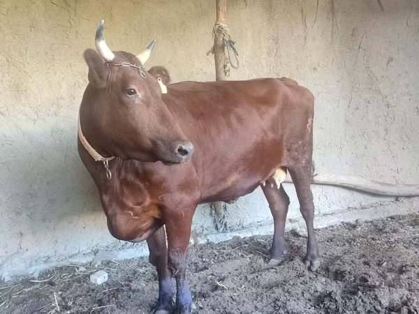 Cow, Red Estonian cattle — Uzbekistan