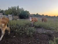Vacă, Simmental cattle — foto 4