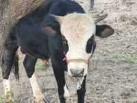 Tyre, Simmental cattle — foto 5
