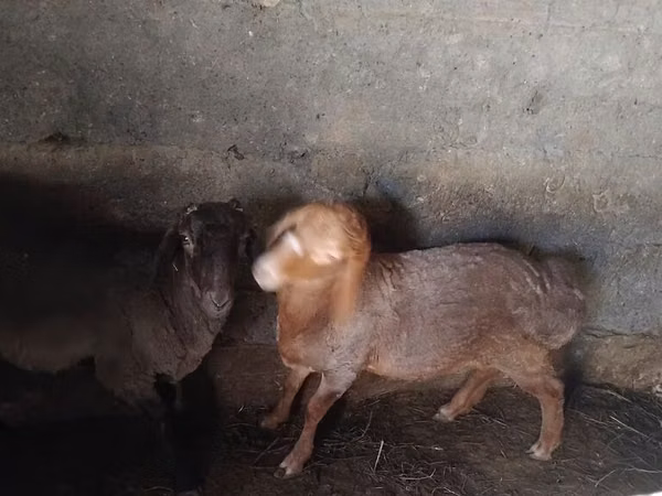 Sheep, Sheep — Kyrgyzstan