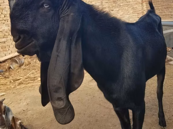 बकरा, Beetal goats