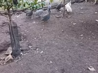 Guinea fowl — 写真 2