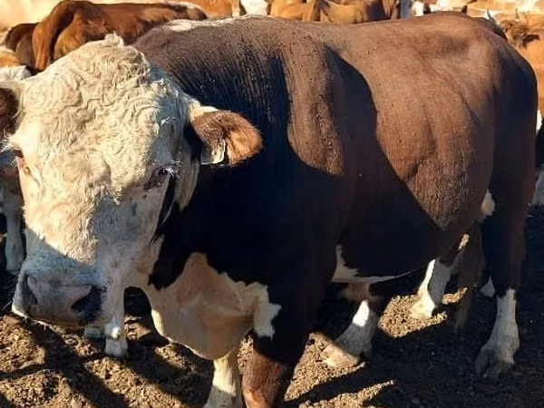 Bull, White-headed Ukrainian