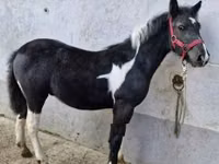 گھوڑا, گھوڑے — تصویر 3