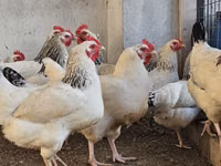 Chickens — photo 5