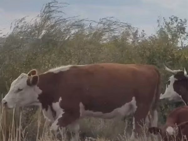 பசு, Simmental cattle