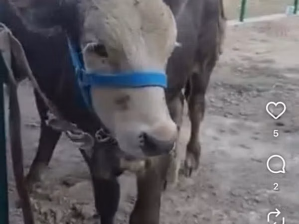 Bull, Kazakh White-headed cow — Kyrgyzstan