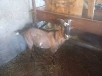 Jarac, Nubian Goat — fotografija 6