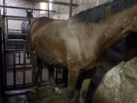 Mare, Horses — photo 2