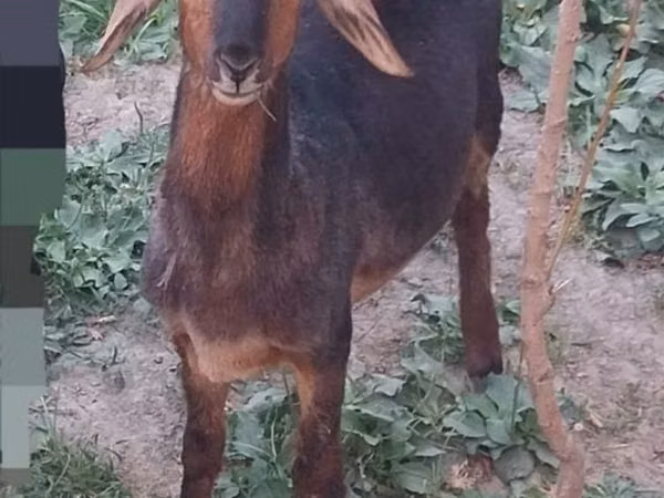 بز نر, بز