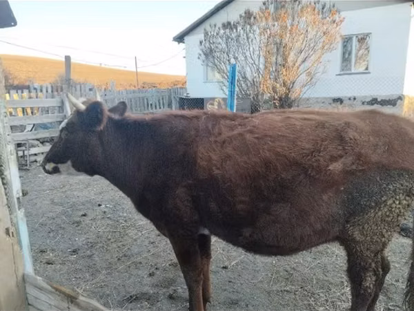 Cow, Cattle — Kazakhstan