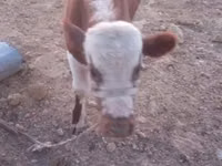 Cattle (batch, sex not specified), Kazakh White-headed cow — photo 3