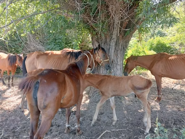 Mare, Horses — Kazakhstan
