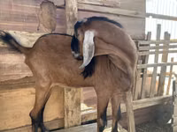 Kozel, Nubian Goat — foto 1