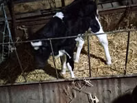 Krowa, Russian Black pied cattle — zdjęcie 2
