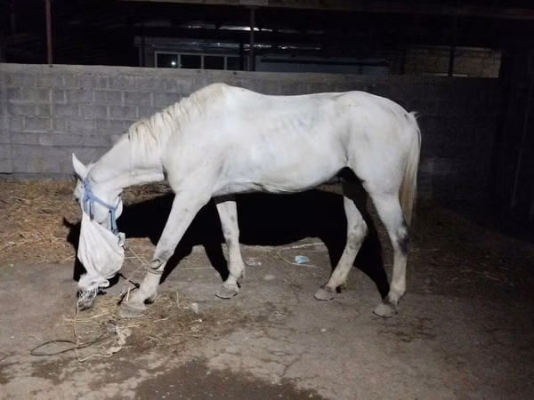 Horse (M), Horses — Kyrgyzstan